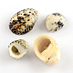 No Hole Natural Trochid Shell/Trochus Shell Beads SSHEL-R036-21-1