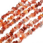 Natural South Red Agate Chips Bead Strands, 5~8x5~8mm, Hole: 1mm, about 31.5 inch