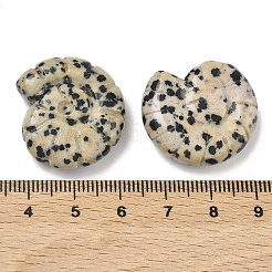 Dekorationen aus natürlichem dalmatinischem Jaspis-Muschelgewebe&nbsp;DJEW-D303-01N