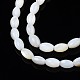 Freshwater Shell Beads Strands SHEL-T009-A15-01-3