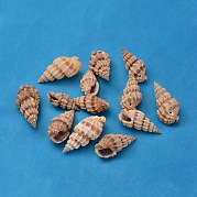 Натуральные спиральные бусы из ракушек BSHE-S059