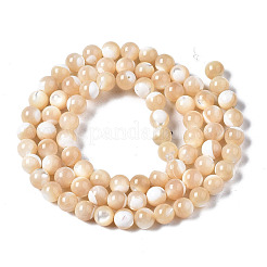 Fili di perle di conchiglia trochid naturale / trochus&nbsp;X-SSHEL-S266-023B-02