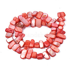 Chapelets de perles de coquille de trochid / trochus coquille&nbsp;SHEL-S258-082-B06