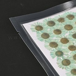Centaurea iberica Prägung getrocknete Blume&nbsp;DIY-K032-65H