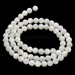 Cuentas de concha de mar natural hebras&nbsp;SSHEL-K013-5.5mm-A