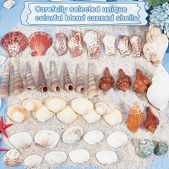 Conchiglia naturale e perline di conchiglia&nbsp;SHEL-WH0005-01