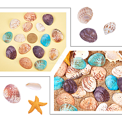 Gefärbte natürliche Muschelperlen&nbsp;BSHE-PH0003-02