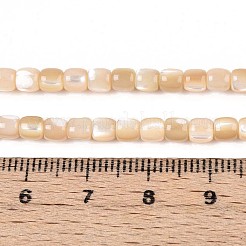 Natürliche Trochidschale / Trochusschalenperlenstränge&nbsp;SSHEL-N040-12