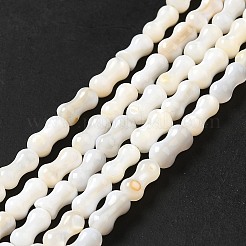 Naturali di acqua dolce perline shell fili&nbsp;SHEL-G014-03