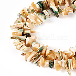 1 hebra de cuentas de concha marina natural&nbsp;SSHEL-TA0001-12