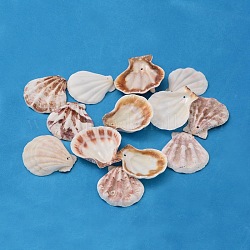 Perles de coquille Saint-Jacques naturelles, Perles en coquille de mer, teinte, couleur mixte, 32~45x29~42x6~7mm, Trou: 2mm, environ 90 pcs/500 g