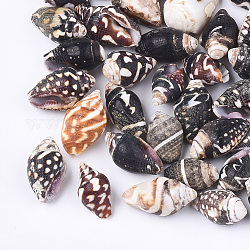 Cuentas de concha espiral, perlas sin perforar / sin orificios, coco marrón, 7~20x6~11x5~10mm, aproximamente 830 unidades / 500 g
