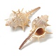 Decoraciones de exhibición de concha de caracol natural AJEW-H126-10-2