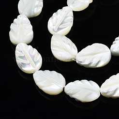 Chapelets de perles de coquille de trochid / trochus coquille&nbsp;SSHEL-N034-135B-01