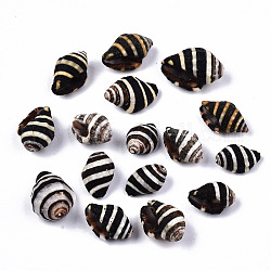 Perles de coquillage en spirale naturelle, perles non percées / sans trou, noir, 10.5~16x6~11.5x6~10mm