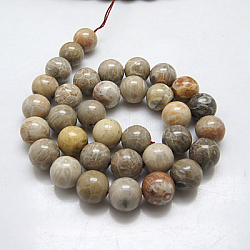 Fossiles naturelle perles de corail brins, ronde, 8mm, Trou: 1mm, Environ 48 pcs/chapelet, 15.5 pouce