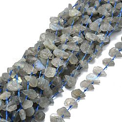 Raw Rough Natural Labradorite Beads Strands, Waterdrop-Shaped Nuggets, 10~21x8~13x2.5~6mm, Hole: 1mm, about 34~38pcs/strand, 15.75''(40cm)