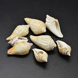 Натуральные раковины бисера, бледно золотарник, 31~50x17~25 мм, отверстие : 1.5 мм