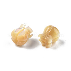 Coquille de trochide naturelle/coquille de troque&nbsp;SSHEL-N003-145A-A01