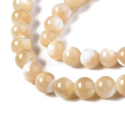 Fili di perle di conchiglia trochid naturale / trochus&nbsp;X-SSHEL-S266-023B-02