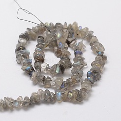Natur Labradorit Chip Bead Stränge&nbsp;X-G-M298-06