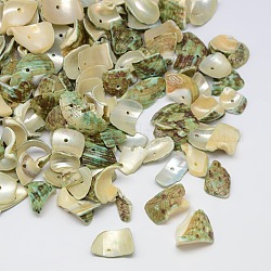 Крашеные натуральные спиральные чипсы, осколки оболочки, бледно золотарник, 10~20x6~15 мм, отверстие : 1 мм, Около 700 шт / 500 г