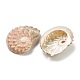 天然な巻き貝の殻のディスプレイの装飾  キャメル  42~54x32~39x9.5~14mm AJEW-H126-04-2