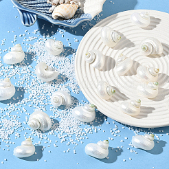 20 Stück natürliche Spiralmuschelperlen&nbsp;SSHEL-SC0001-56