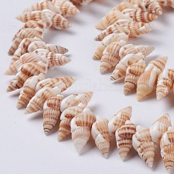 Natürlichen Spiralmuschelperlen Stränge&nbsp;X-BSHE-I016-08