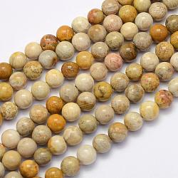 Fossiles naturelle perles de corail brins, ronde, 6mm, Trou: 1mm, Environ 62 pcs/chapelet, 15.7 pouce (40 cm)