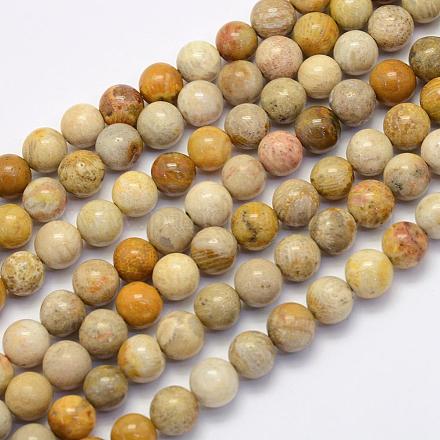 Natural Fossil Coral Beads Strands G-G697-F01-6mm-1