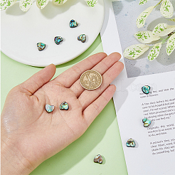 10 Stück natürliche Abalone-Muschel/Paua-Muschelperlen&nbsp;SSHEL-FI0001-05