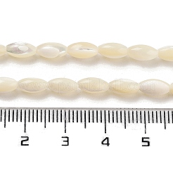 Natürliche Trochidschale / Trochusschalenperlenstränge&nbsp;PBB513Y