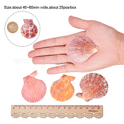 Schöne Strandmuscheln, Muscheln basteln, für Aquarium Aquarium Dekor, Mischfarbe, 40~60 mm, ca. 19~25 Stk. / Kasten