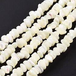 Chapelets de perles en coquillage naturel, eau de Javel, puces, blanc, 2~7x5~7.5x4.5~7mm, Trou: 0.5~0.7mm, Environ 97~105 pcs/chapelet, 15.35 pouce ~ 15.63 pouces (39 cm ~ 39.7 cm)