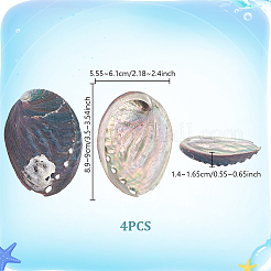 Decorazioni espositive in conchiglia di paua naturale&nbsp;DJEW-WH0042-148B