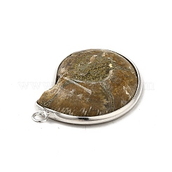 Natürliche Conch fossile Anhänger&nbsp;BSHE-E025-02P