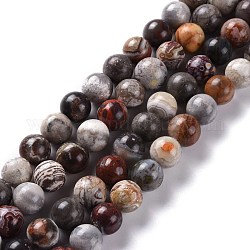 Naturelles folles rondes en agate perles brins, 12mm, Trou: 1.4mm, Environ 33 pcs/chapelet