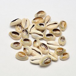 Perle naturali di conchiglia di ciprea, Senza Buco, verga d'oro pallido, 13~16x8~10x5mm, circa 800~1000pcs/500g