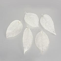 Гальванизированные натуральные листовые большие подвески, с железной фурнитурой, со серебряным покрытием, 55~85x25~40x1 мм, отверстие : 3x6 мм