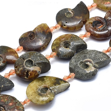 Perles d'ammonites naturelles / perles de conques graduées G-O179-K04-1-1