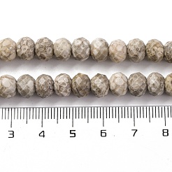 Natürliche Muschel fossile Perlen Stränge&nbsp;G-K380-A41-01