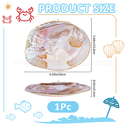 Coquillages naturels pour décorations d'exposition&nbsp;DIY-WH0899-659A