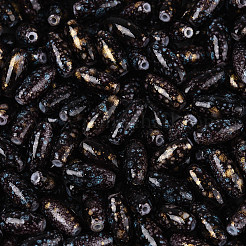 Backlack Glasperlen&nbsp;SEED-N008-06J