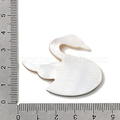 Natürliche Süßwassermuscheln&nbsp;SHEL-C009-02