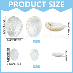 10 pz 2 stili decorazioni espositive in conchiglia naturale&nbsp;DJEW-GA0001-99