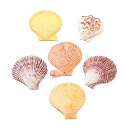 Wholesale PH PandaHall 10pcs Large Scallop Shells Natural Scallops