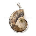 Pendentifs fossiles escargot, avec supports à pendentif en laiton, platine, kaki foncé, 35~50x25~35x8mm, Trou: 4x6mm
