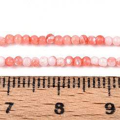 Brins de perles de coquillages de trochidés/trocas naturels teintés&nbsp;SSHEL-T017-13D