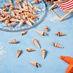 Coquille de conque naturelle&nbsp;FIND-TAC0026-10C